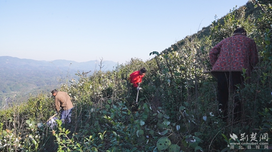 崇陽(yáng) 油茶.jpg